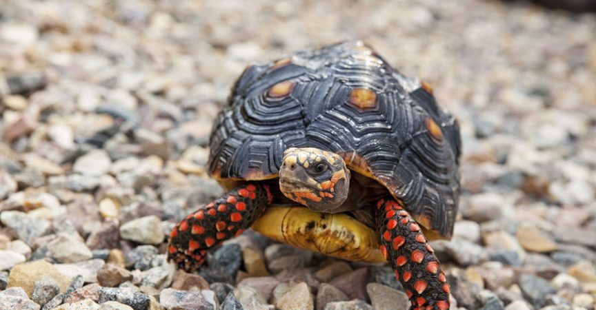 Red Footed Tortoise: Must-Know Facts - Sulcata Tortoise