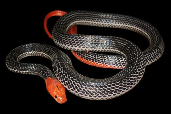 Red Headed Krait - Learn About Nature