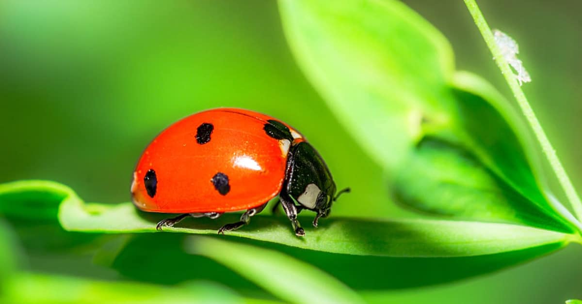 Red Ladybug - Learn About Nature