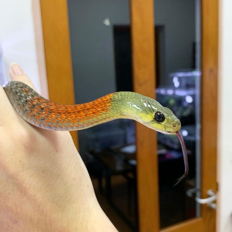 Red Necked Keelback - Learn About Nature