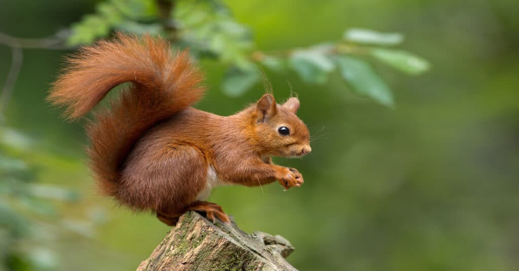 Red Squirrel - Learn About Nature