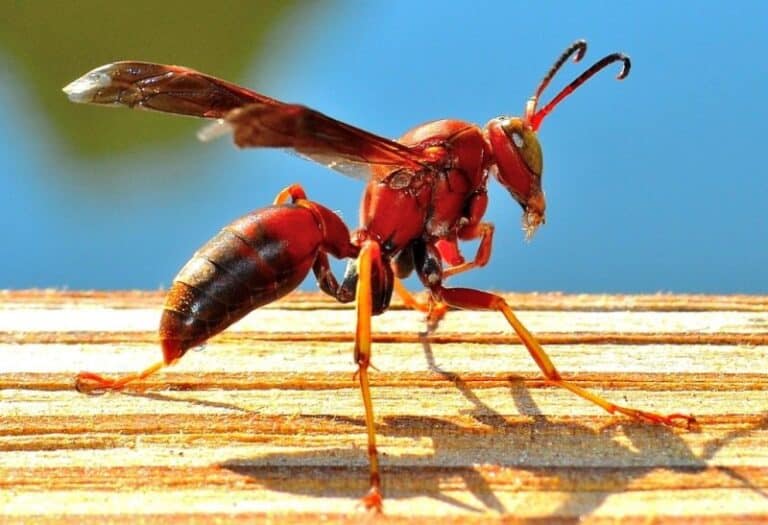 Red Wasp Facts