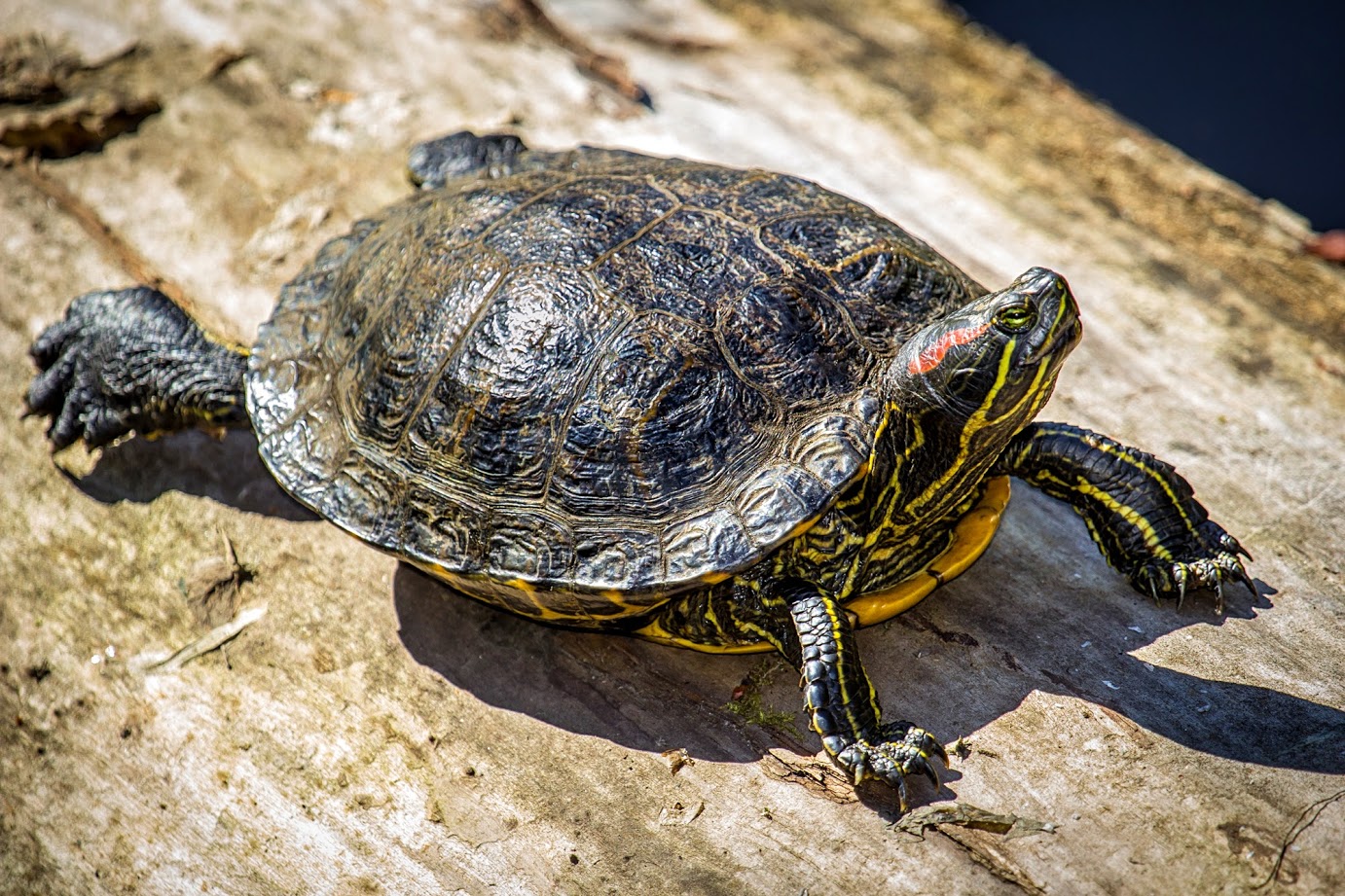 Red-eared Slider Turtle - Learn About Nature