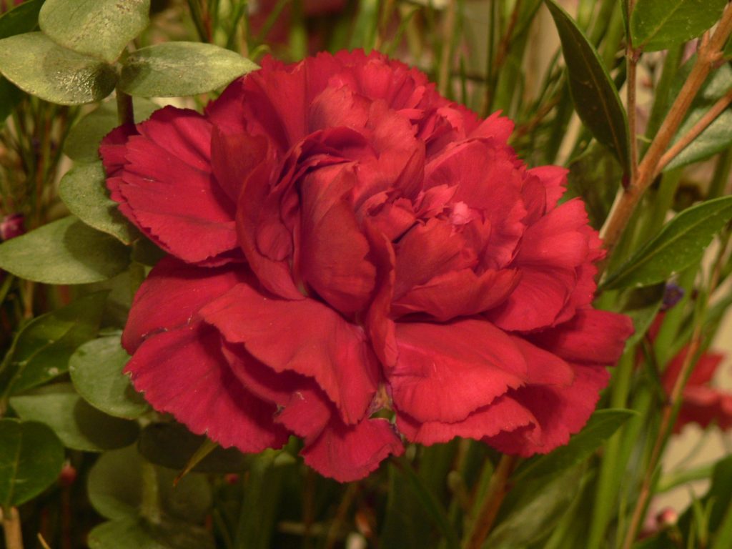 carnation-flower-spain-s-national-flower-and-a-tribute-to-the-gods-of