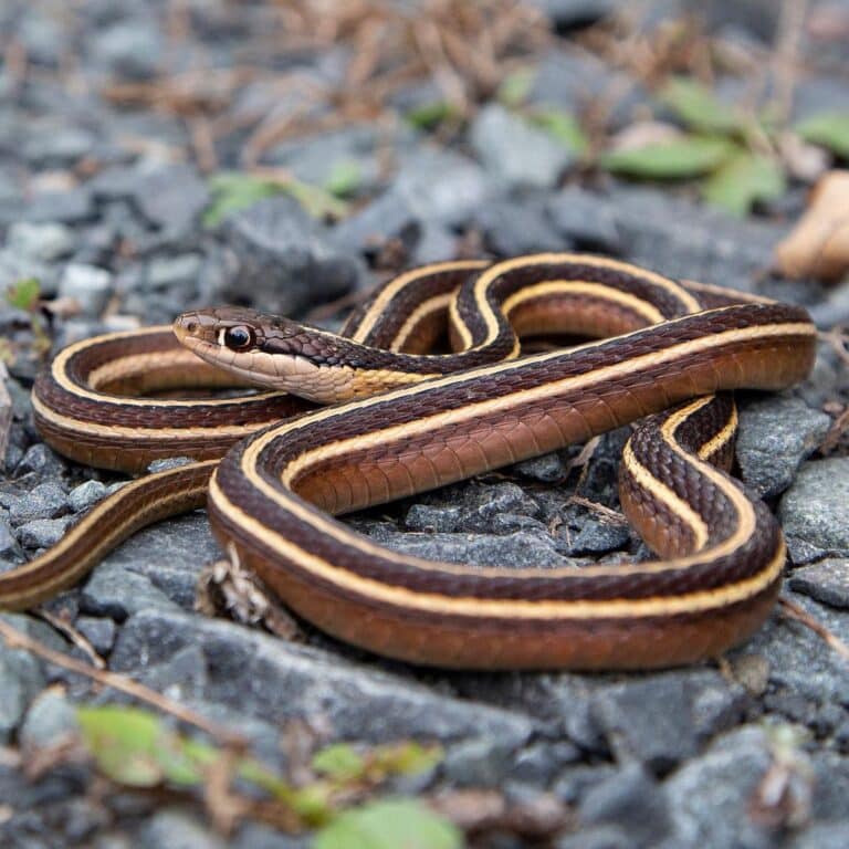 Ribbon Snake - Learn About Nature