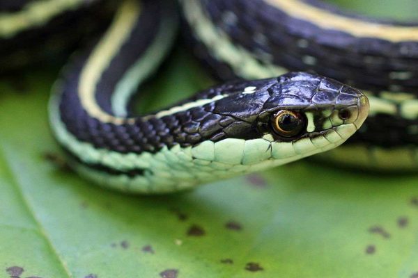 Ribbon Snake - Learn About Nature