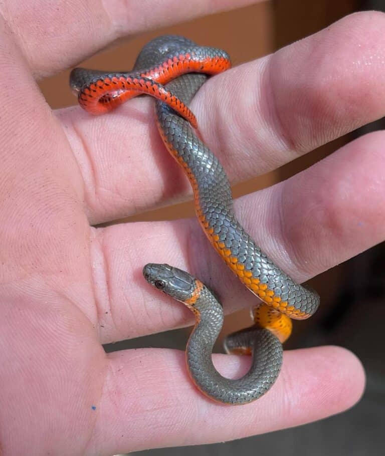 Cute Snakes That Will Change Your Mind About Serpents - Learn About Nature