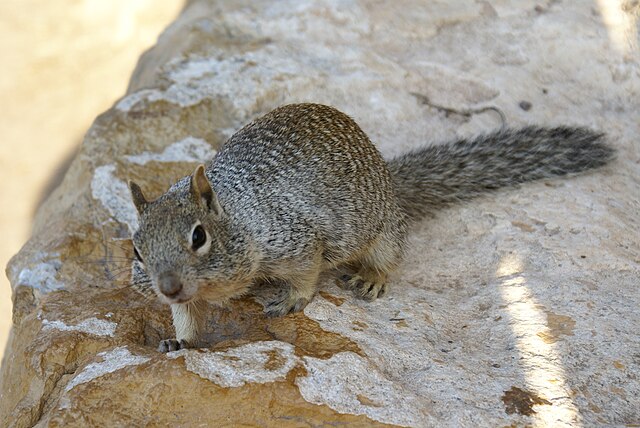 Rock Squirrel