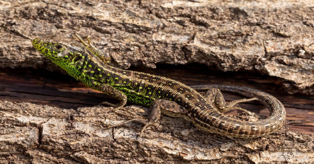 Sand Lizard