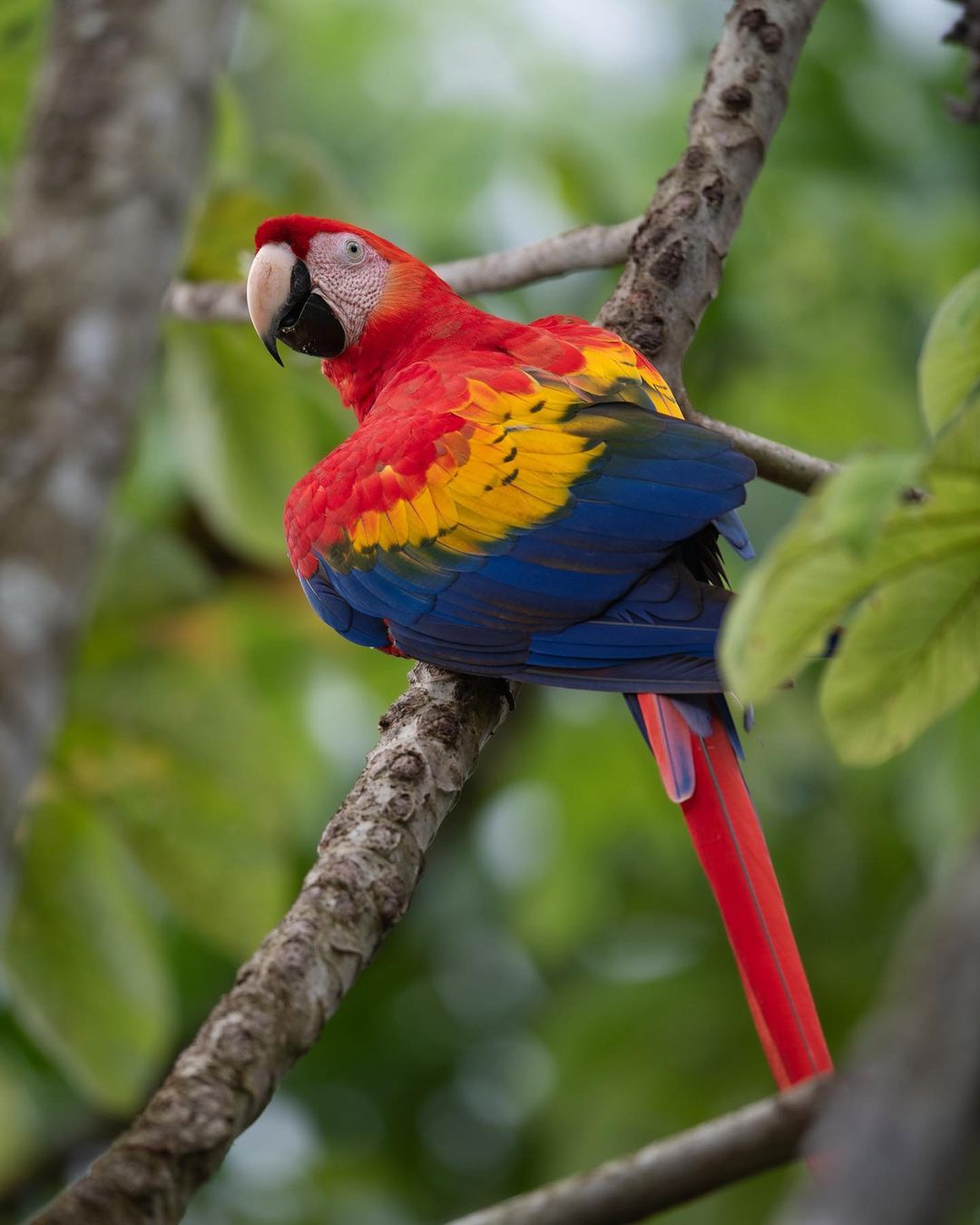 Scarlet Macaw - Learn About Nature