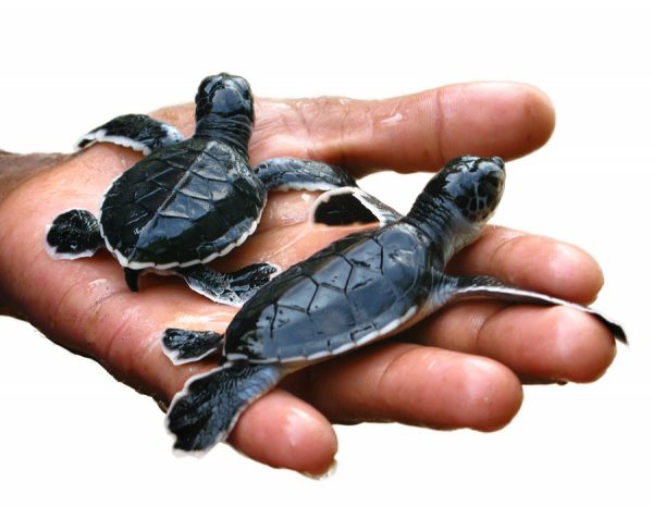 Sea Turtles