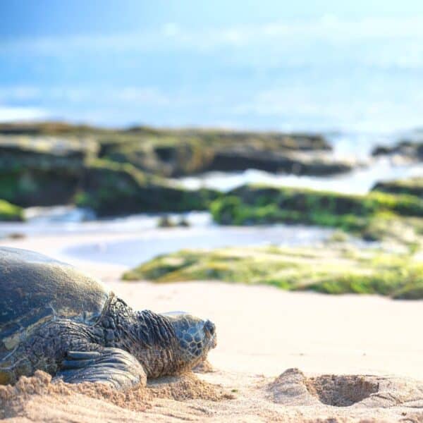 Sea Turtles - Learn About Nature