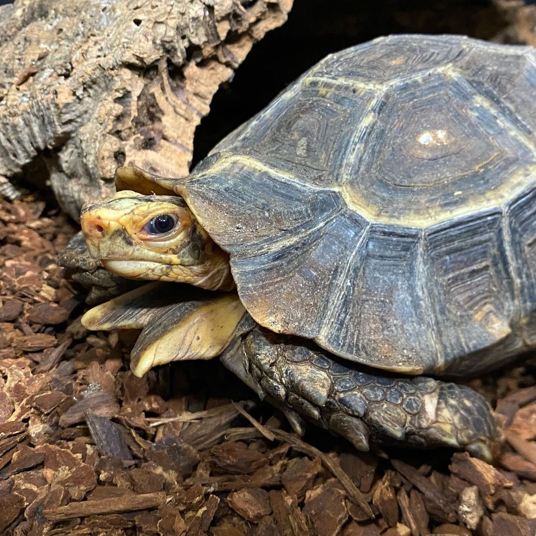 Serrated Hinge Back Tortoise - Learn About Nature