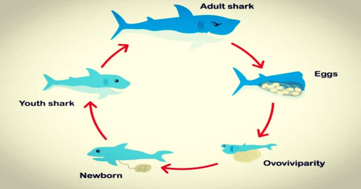 simple life cycle of a fish