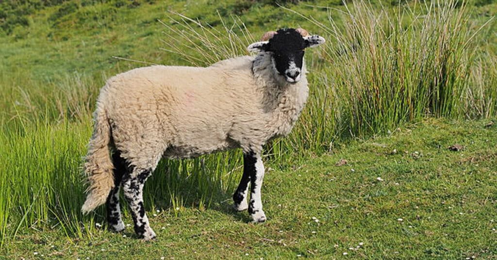 Sheep Names - 10+ Extraordinary and Funny Names - Learn About Nature