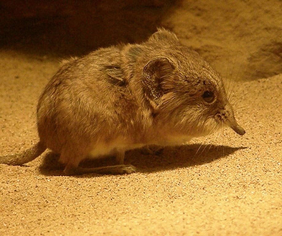 Short-eared-Elephant-Shrew - Learn About Nature