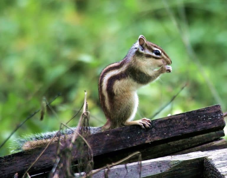 Siberian Chipmunk - Learn About Nature