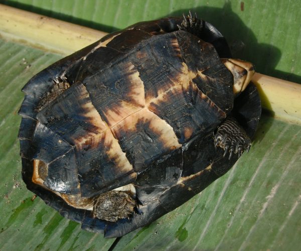 Black Marsh Turtle - Fresh Water and Terrestrial - Learn About Nature