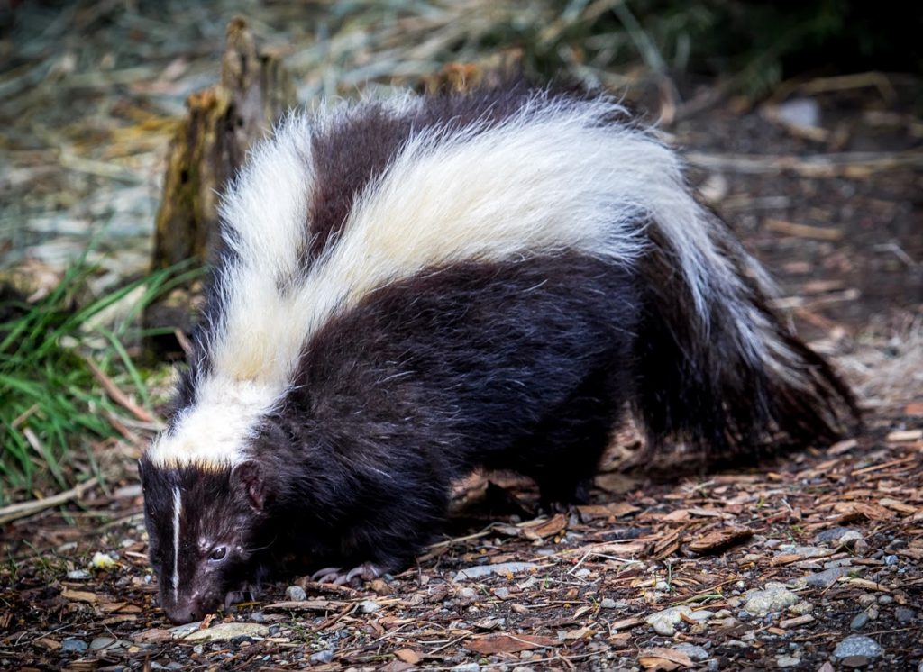 Skunk - Learn About Nature