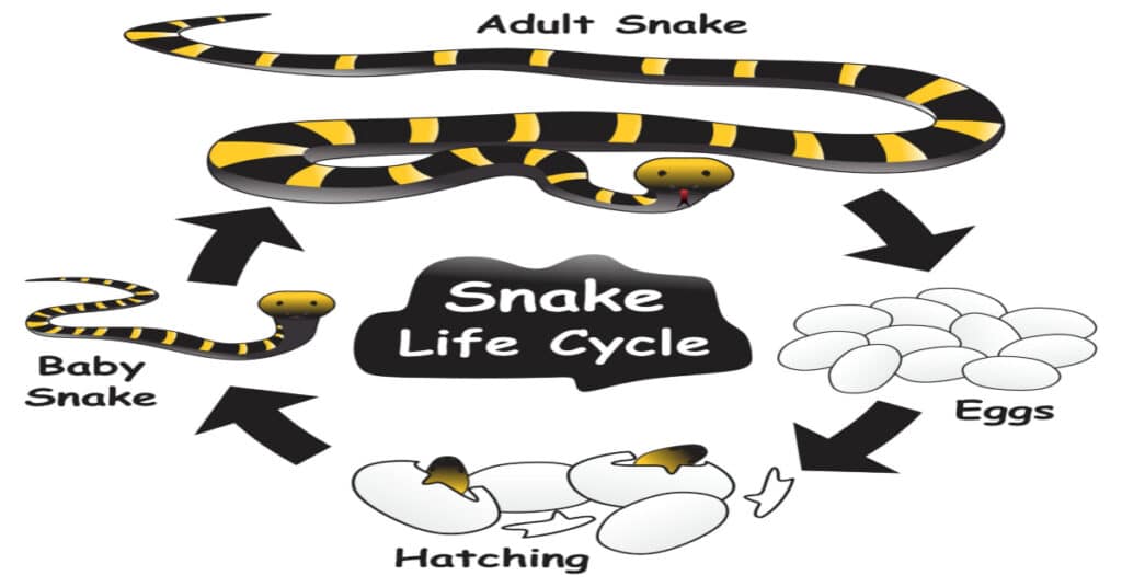 Snake Life Cycle - Learn About Nature