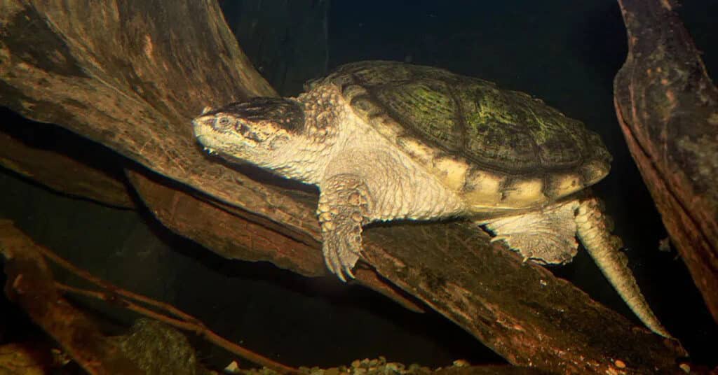 Turtles Archives - Learn About Nature