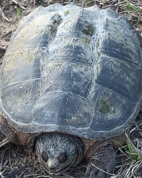 Snapping Turtle - The Two Genus - Learn About Nature