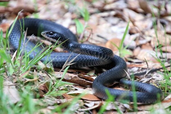 5 Fastest Snakes In The World: A Journey Into The Swift Serpent World 