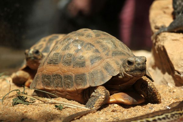 Spider Tortoises - Learn About Nature