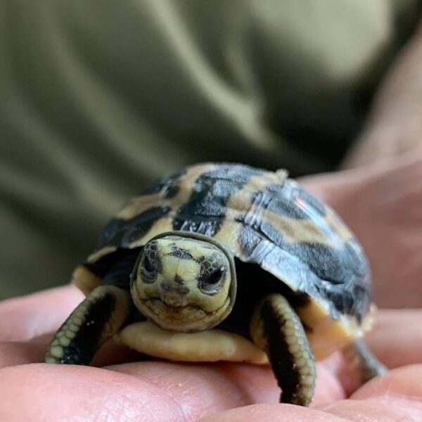 Spider Tortoises - Learn About Nature