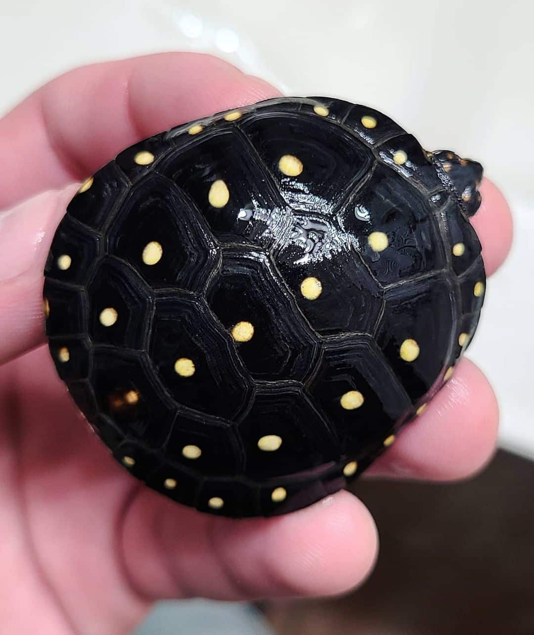 Spotted Turtle - Learn About Nature