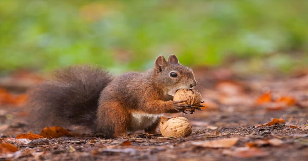 Squirrel Eating