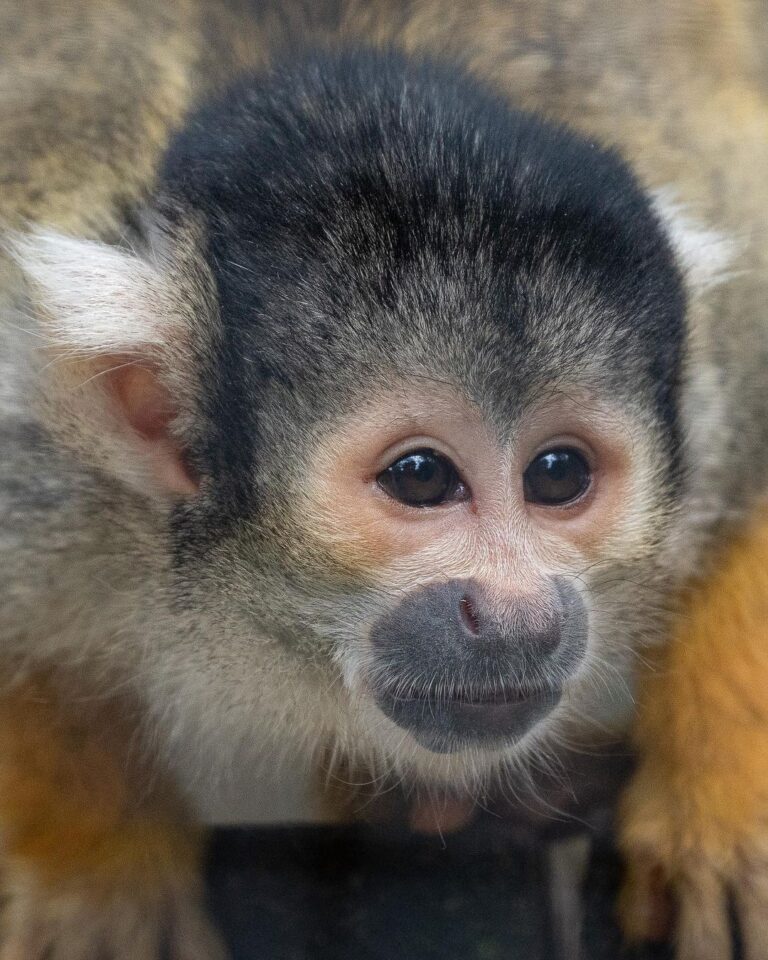 Squirrel Monkey - All About Smart And Weird Looking Mammal - Learn ...