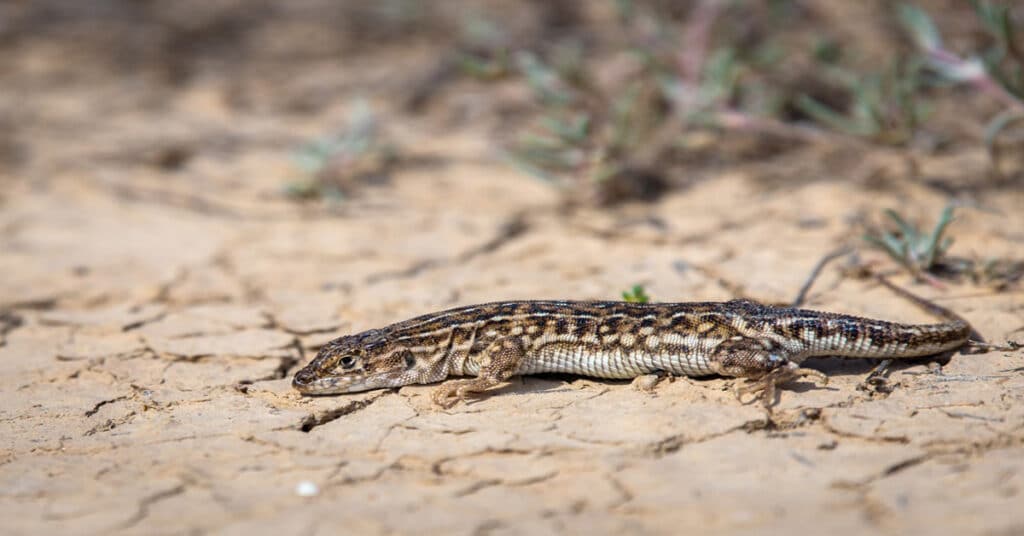 Steppe Runner