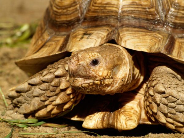 African Spurred Tortoise - Learn About Nature