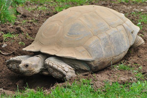 The Most Important Tortoise Care Everyone Should Know - Learn About Nature