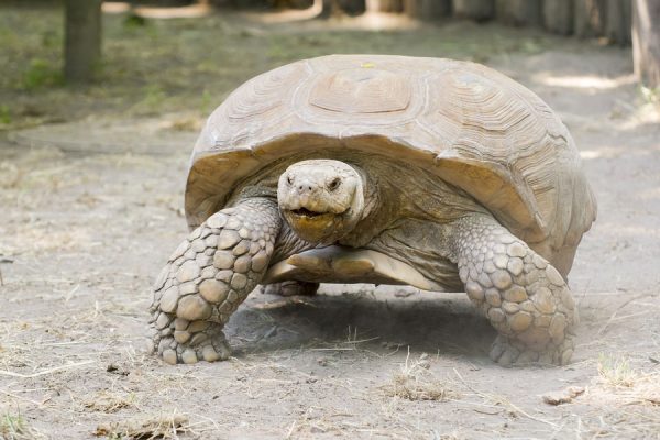 Sulcata-Tortoise-Facts-and-Information - Learn About Nature