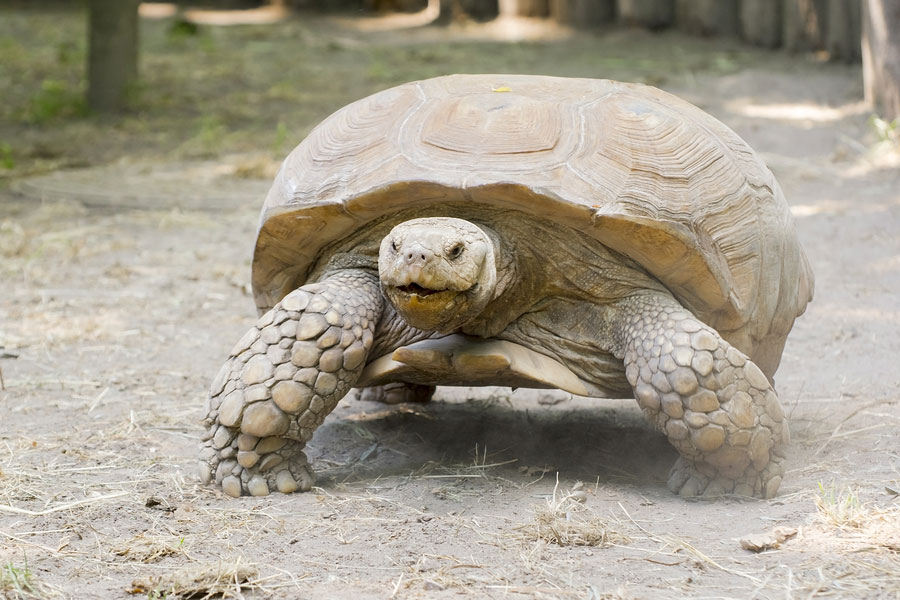 Learn about Nature | Sulcata Tortoise - Facts and Information - Learn ...