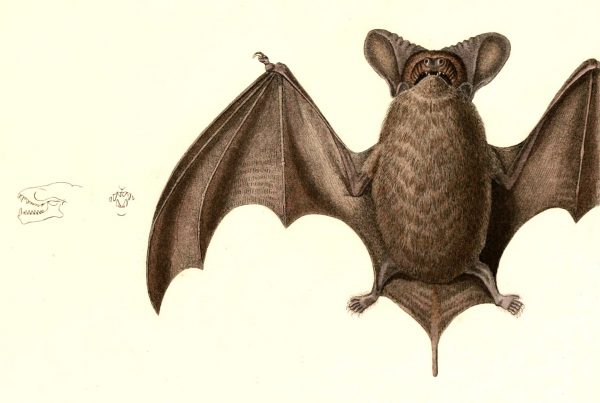 Brazilian Free-Tailed Bat