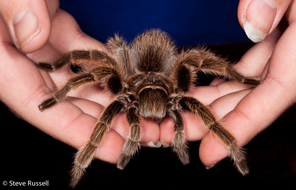 Tarantula - Learn About Nature