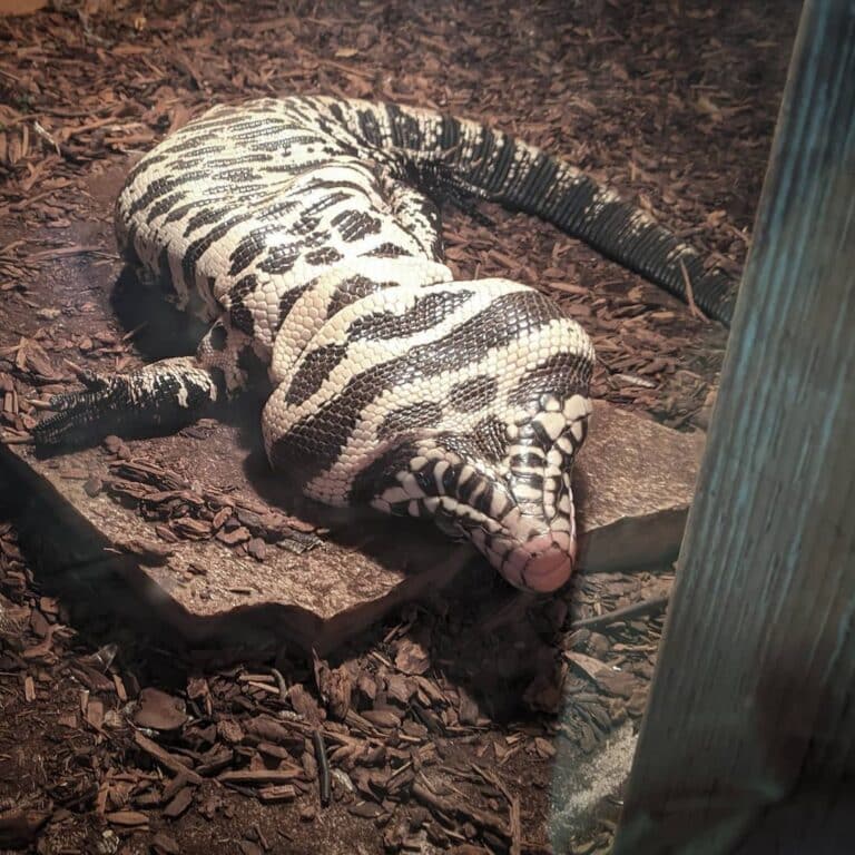 Tegu Lizard - Learn About Nature