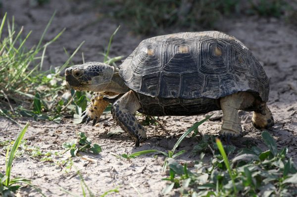 Texas Tortoise