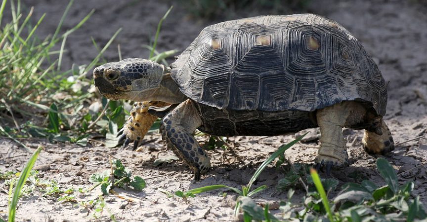 Texas Tortoise or Berlandier's Tortoise - Learn About Nature