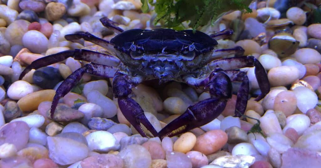 Thai Devil Crab Behavior Size And Care Tips Learn About Nature