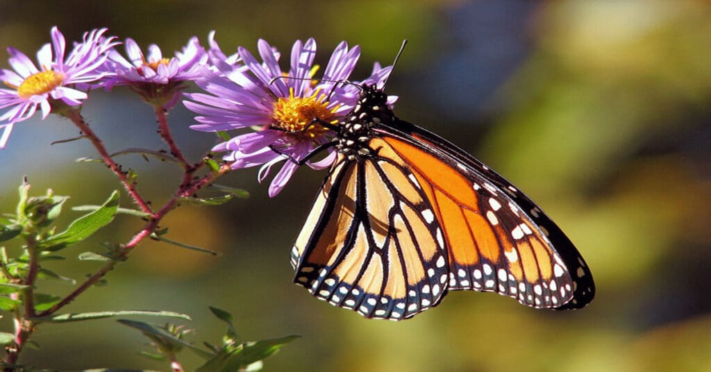 Monarch Butterfly - The King of Butterflies and His Royal Family ...