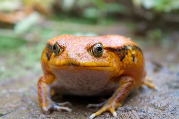 Tomato Frog