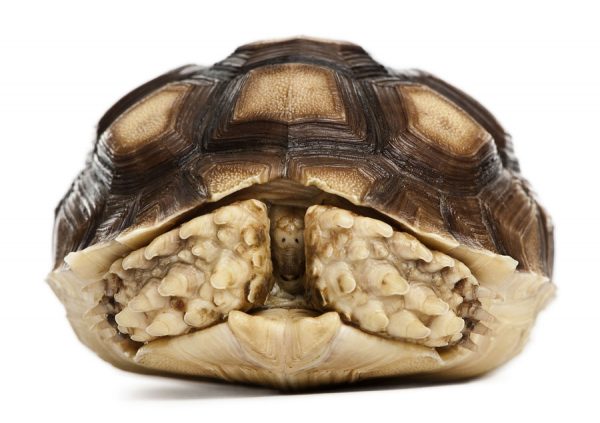 Things-Pet-Owners-Must-Know-About-Sulcata-Tortoise - Learn About Nature