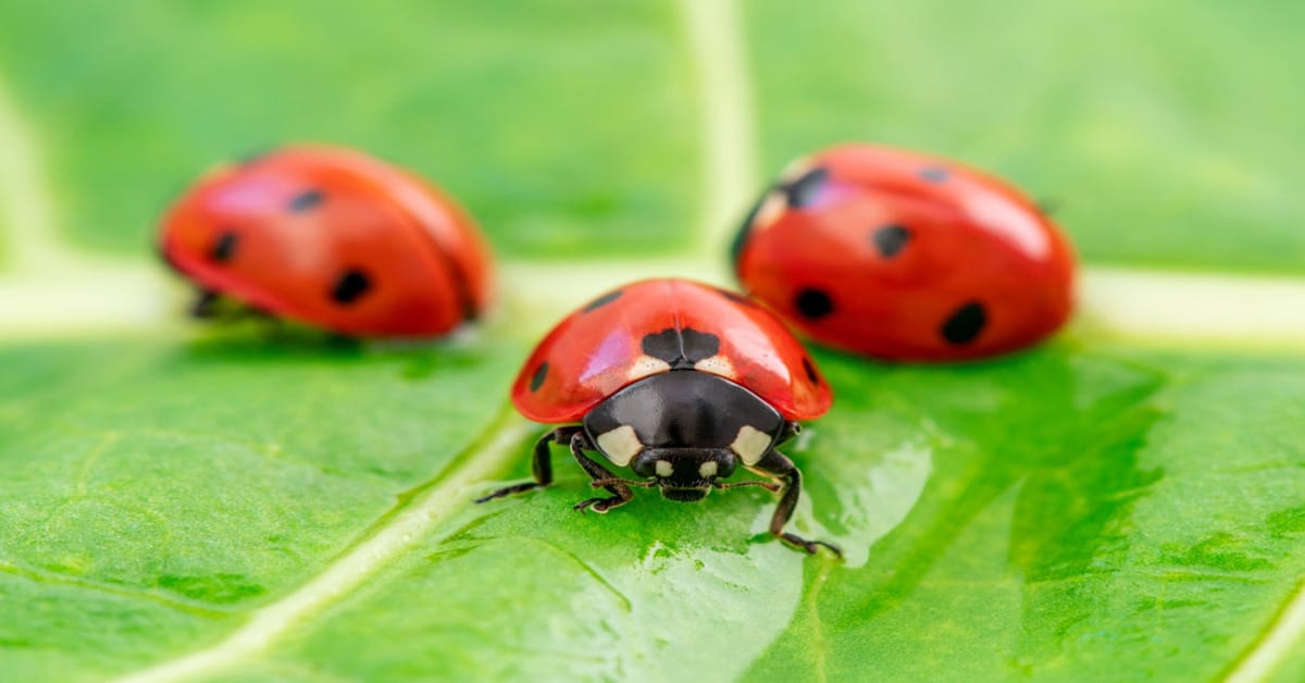 Ladybug Facts Learn About Nature