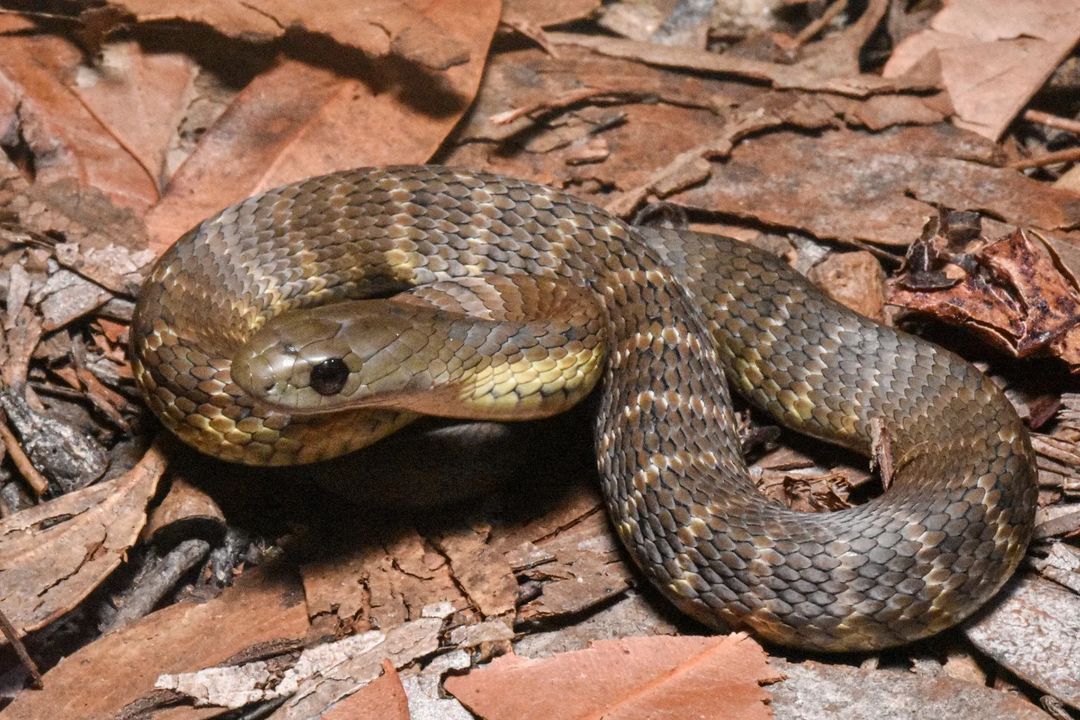 Tiger Snake - Learn About Nature