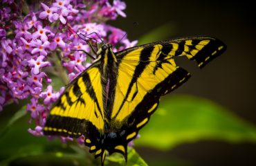 Free Butterfly Wallpaper Archives Learn About Nature