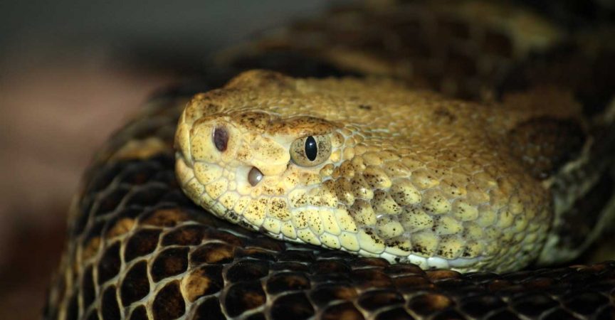 pit-vipers-learn-about-nature